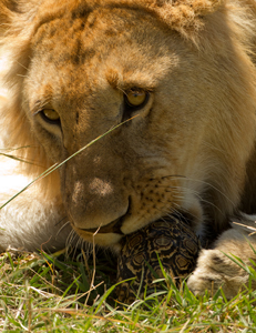 lion